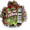 Red Leaf Lettuce (1 head)