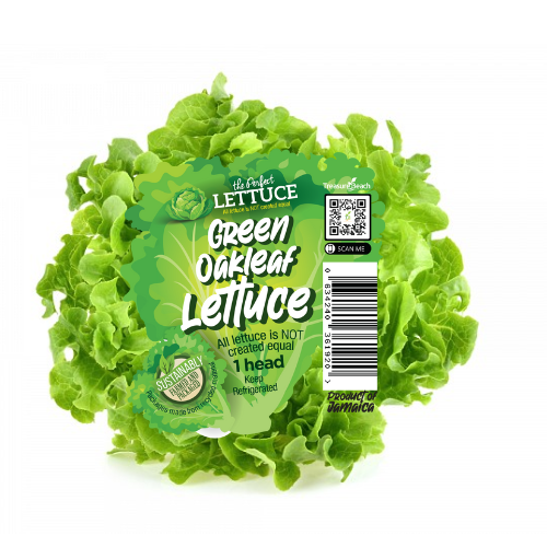 Green OakLeaf Lettuce (1 head)