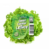 Green OakLeaf Lettuce (1 head)